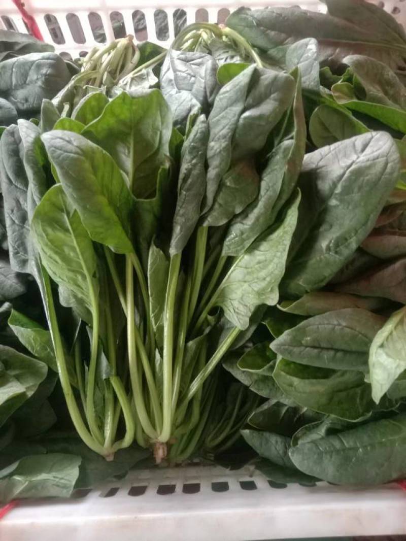 菠菜精品菠菜，泡沫箱菠菜