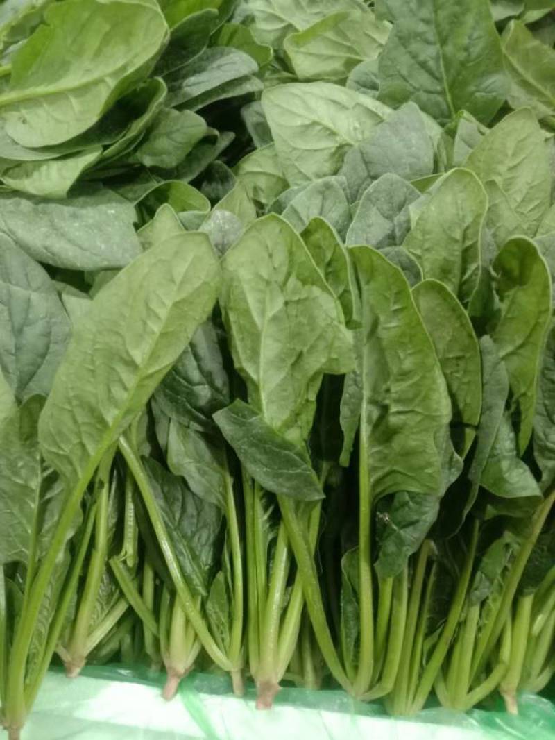 菠菜精品菠菜，泡沫箱菠菜