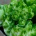 儿菜精品儿菜头，多子菜，娃娃菜，专业代发直供产地