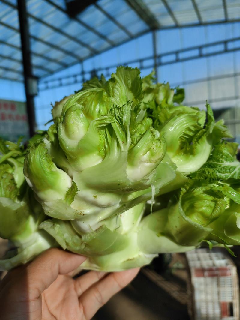 儿菜精品儿菜头，多子菜，娃娃菜，专业代发直供产地