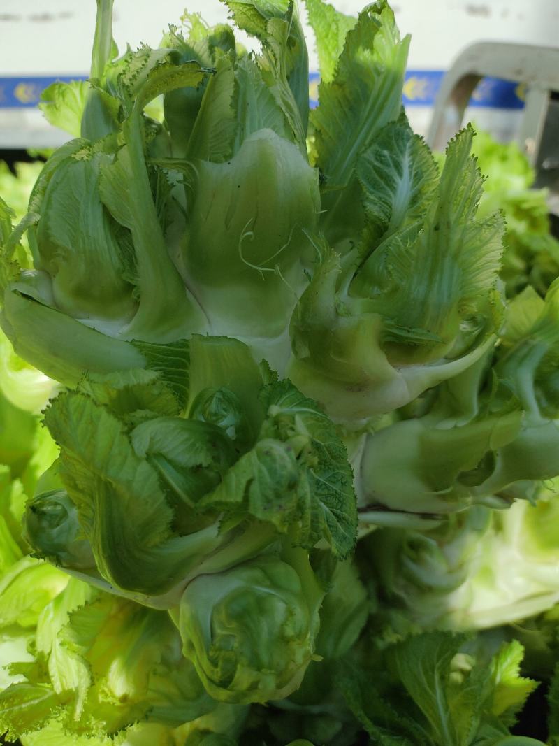 儿菜精品儿菜头，多子菜，娃娃菜，专业代发直供产地