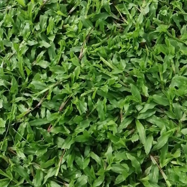 广东省湛江市廉江市精品大叶油草、马尼拉、台湾草