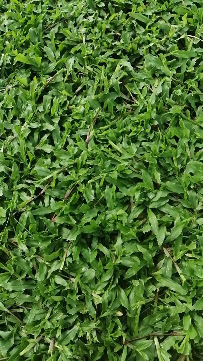 广东省湛江市廉江市精品大叶油草、马尼拉、台湾草