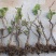 葡萄苗果树盆栽苗巨峰阳光玫瑰南北方庭院阳台种植爬藤苗当年