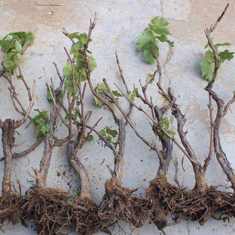 葡萄苗果树盆栽苗巨峰阳光玫瑰南北方庭院阳台种植爬藤苗当年