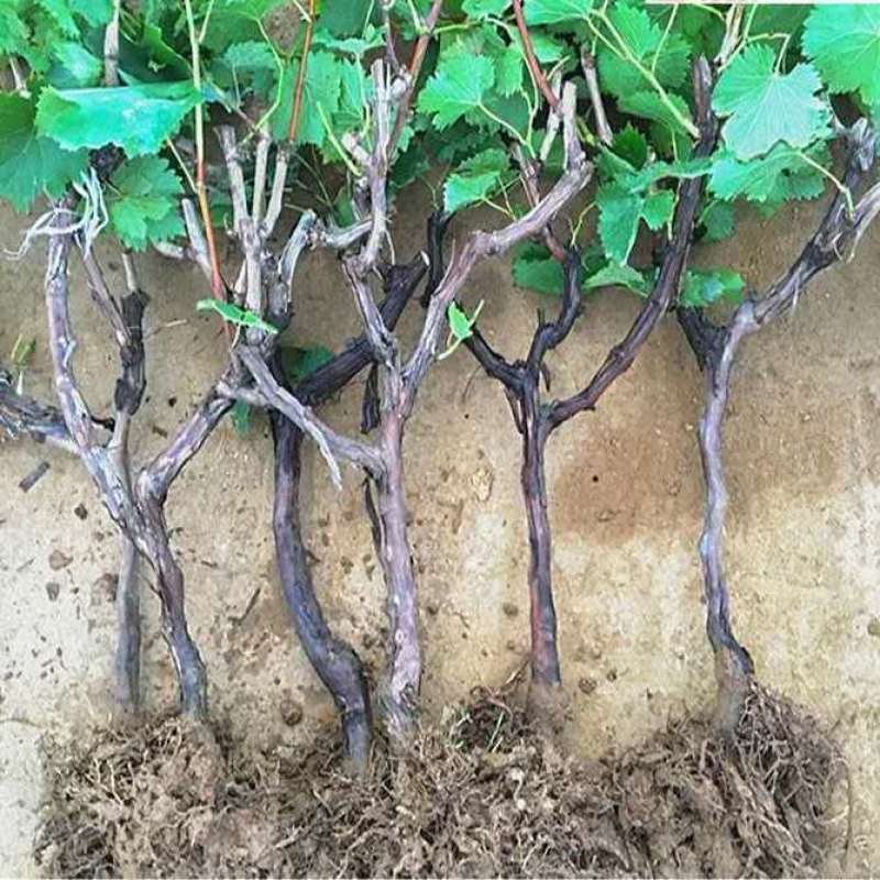葡萄苗果树盆栽苗巨峰阳光玫瑰南北方庭院阳台种植爬藤苗当年