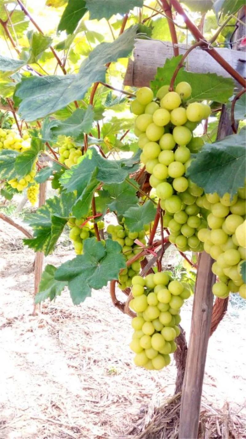 葡萄苗果树盆栽苗巨峰阳光玫瑰南北方庭院阳台种植爬藤苗当年