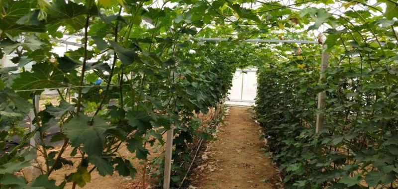 葡萄苗果树盆栽苗巨峰阳光玫瑰南北方庭院阳台种植爬藤苗当年