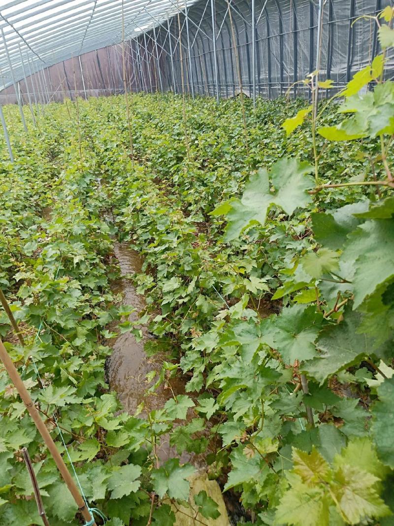 葡萄苗果树盆栽苗巨峰阳光玫瑰南北方庭院阳台种植爬藤苗当年