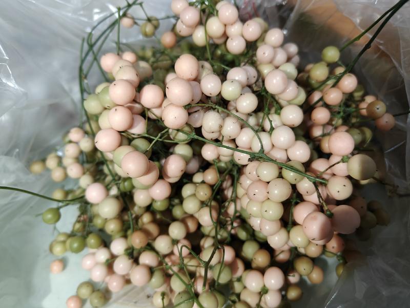 地苦胆（金果榄）精品紫花苗中药材种子种苗云南欢迎进店