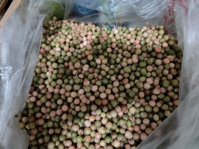 地苦胆（金果榄）精品紫花苗中药材种子种苗云南欢迎进店