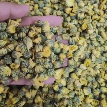 胎菊干货胎菊量大从优欢迎选购！