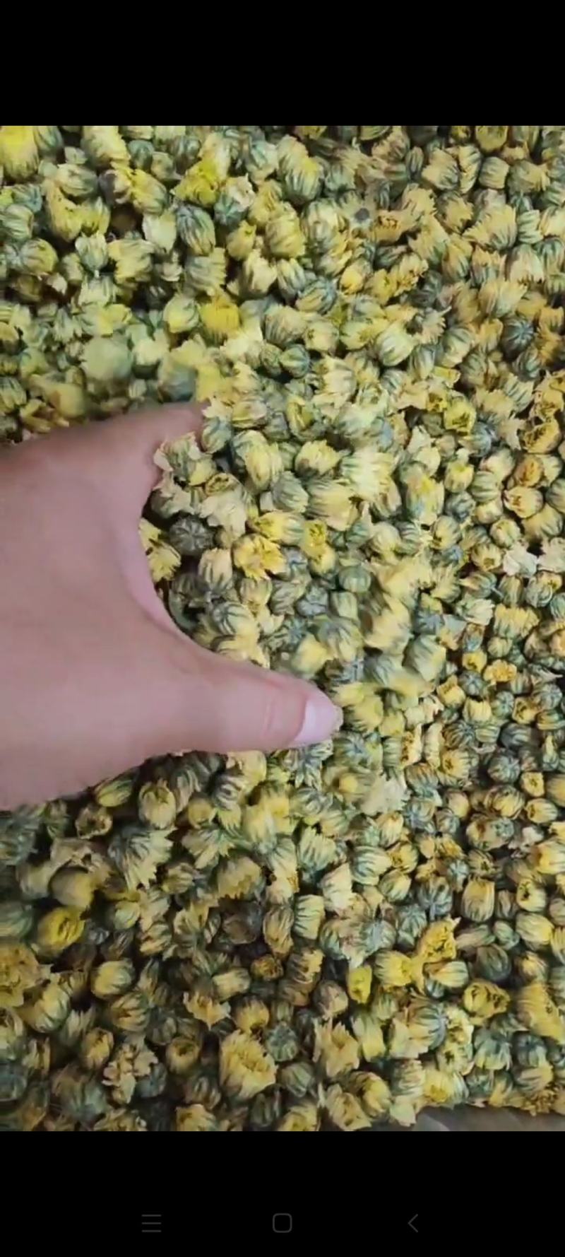 胎菊干货胎菊量大从优欢迎选购！