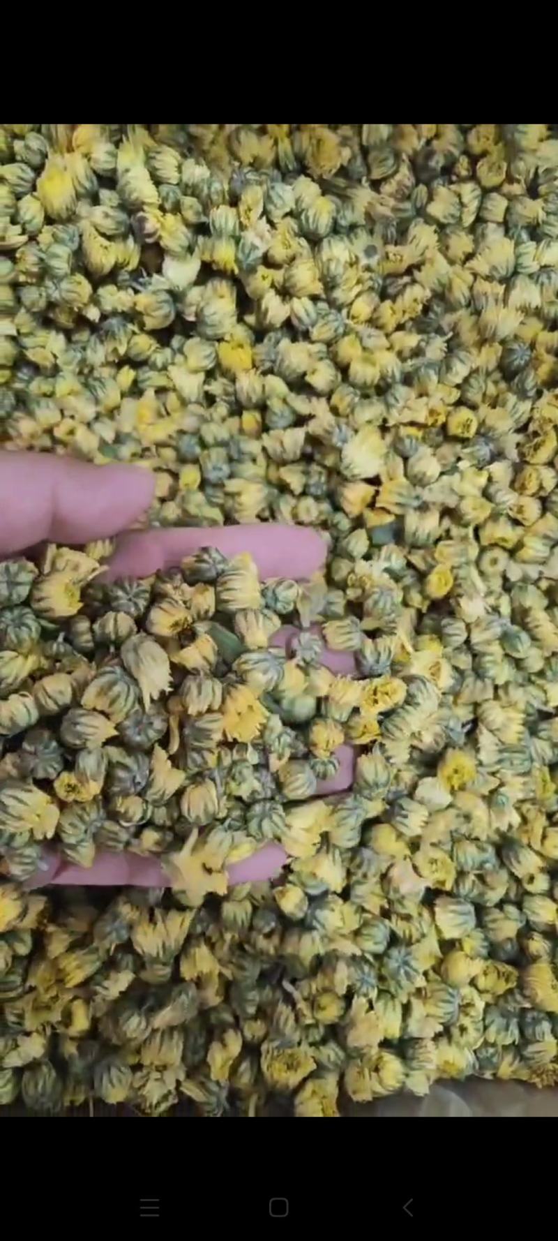 胎菊干货胎菊量大从优欢迎选购！