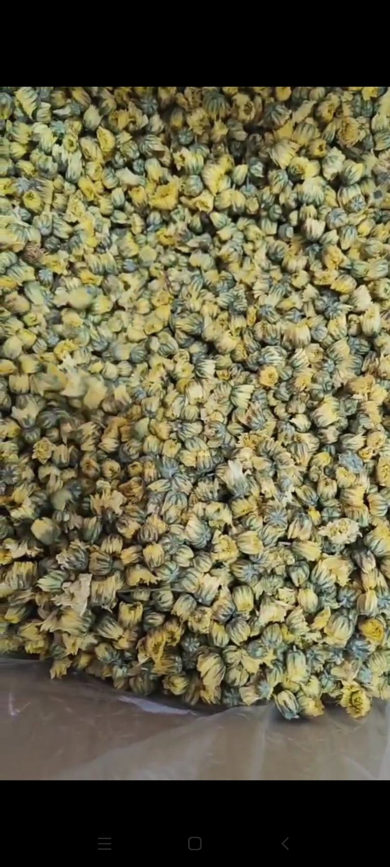 胎菊干货胎菊量大从优欢迎选购！
