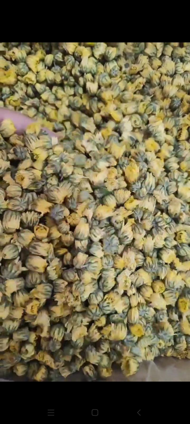 胎菊干货胎菊量大从优欢迎选购！