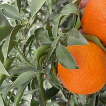 爱媛38果冻橙原产地对接市场支持电商一件对接团购