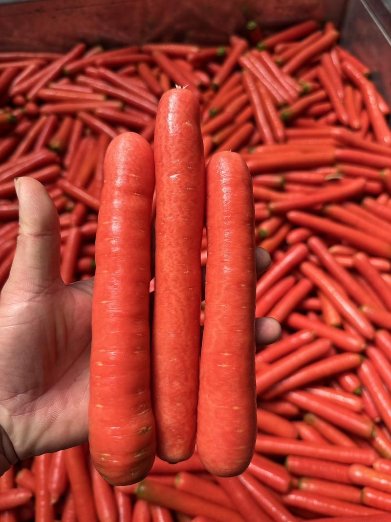 精品水果红萝卜现货供应货源充足质量好品质保证