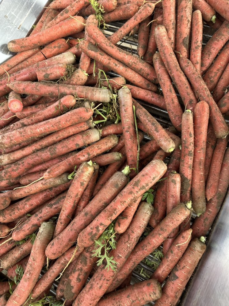 精品水果红萝卜现货供应货源充足质量好品质保证