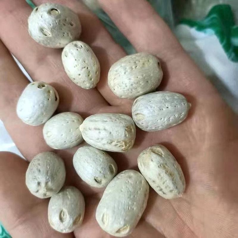 五眼果干核中药材野生五眼果楠酸枣菩提子