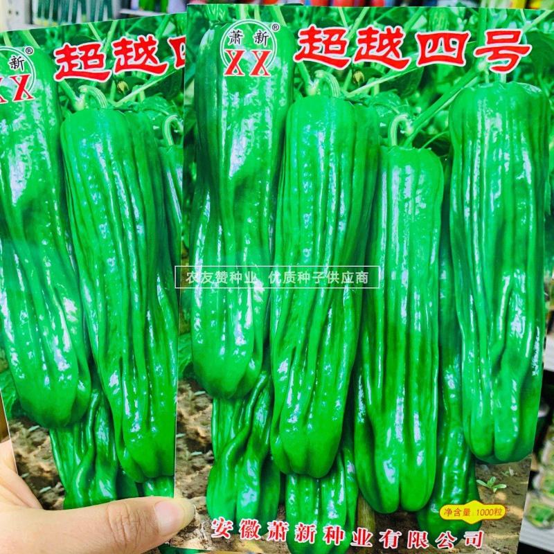 萧新超越四号辣椒种子长灯笼型薄皮椒种子耐热耐湿辣味中等