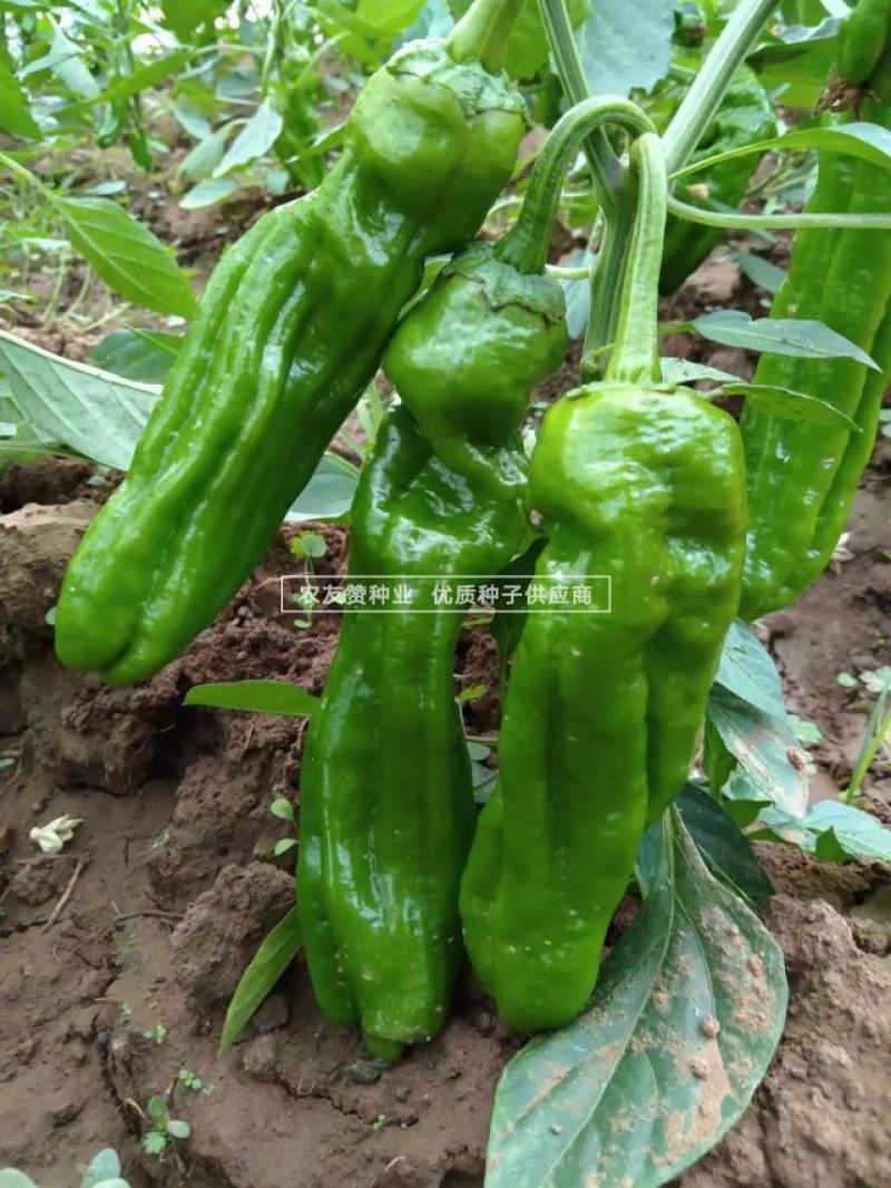 萧新超越四号辣椒种子长灯笼型薄皮椒种子耐热耐湿辣味中等