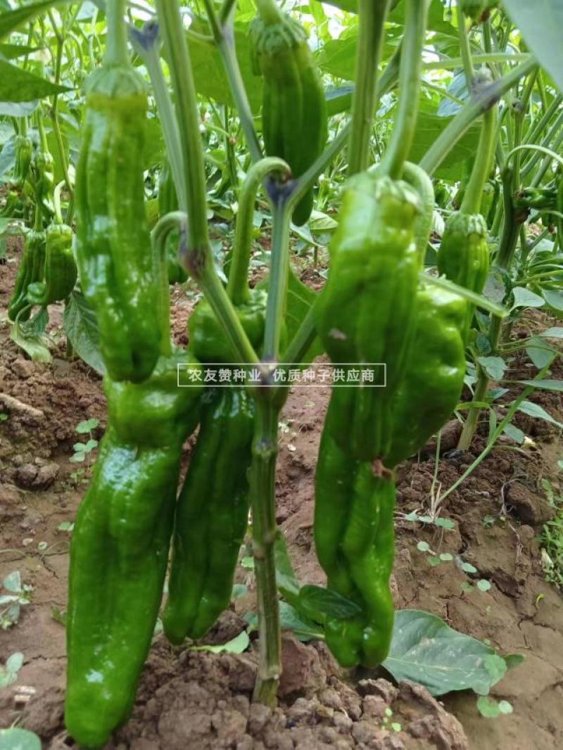 萧新超越四号辣椒种子长灯笼型薄皮椒种子耐热耐湿辣味中等