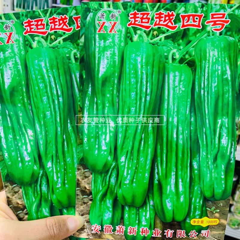 萧新超越四号辣椒种子长灯笼型薄皮椒种子耐热耐湿辣味中等