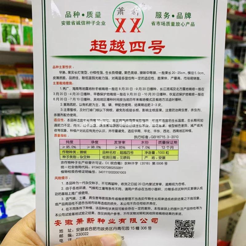 萧新超越四号辣椒种子长灯笼型薄皮椒种子耐热耐湿辣味中等