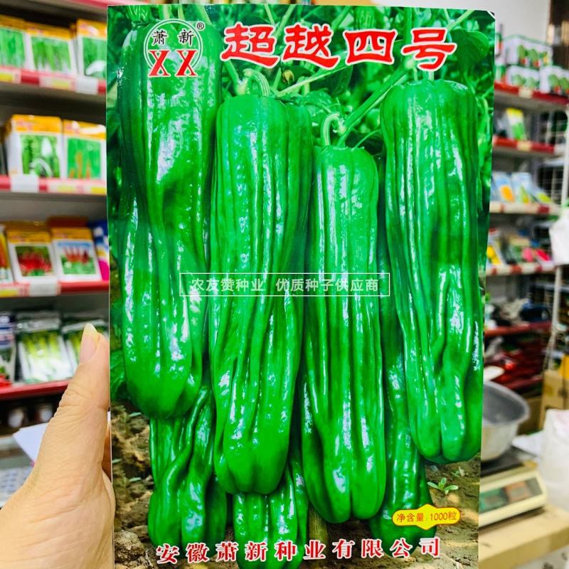 萧新超越四号辣椒种子长灯笼型薄皮椒种子耐热耐湿辣味中等