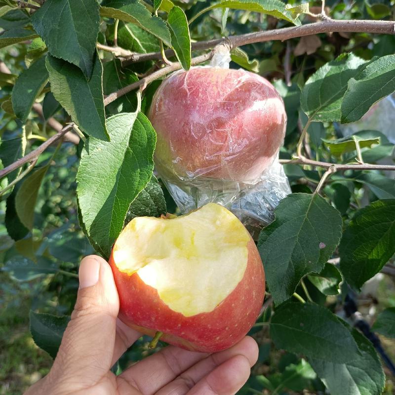 万亩膜袋红富士苹果，口感脆甜，产地直发质量保证