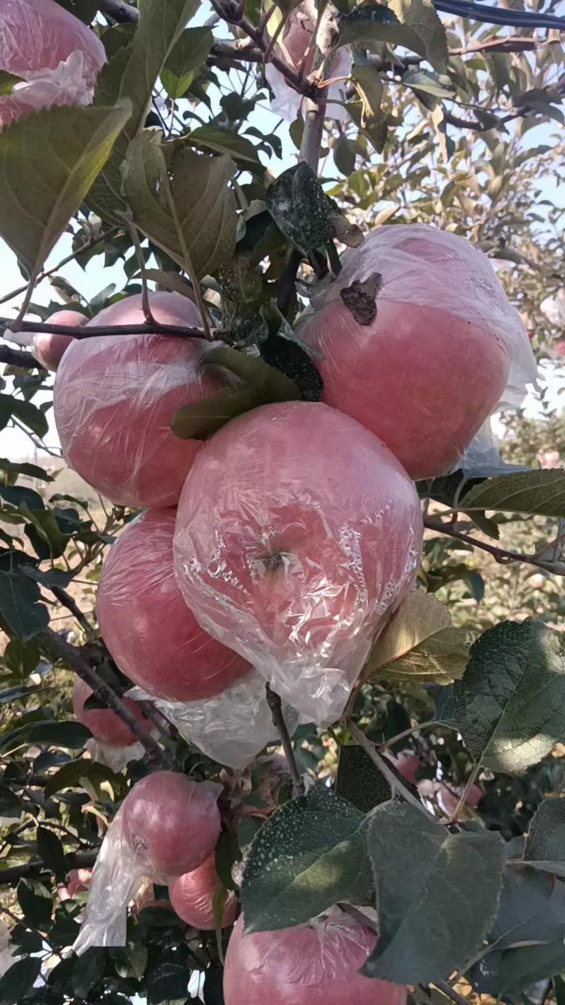 万亩膜袋红富士苹果，口感脆甜，产地直发质量保证