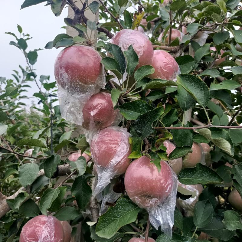 万亩膜袋红富士苹果，口感脆甜，产地直发质量保证