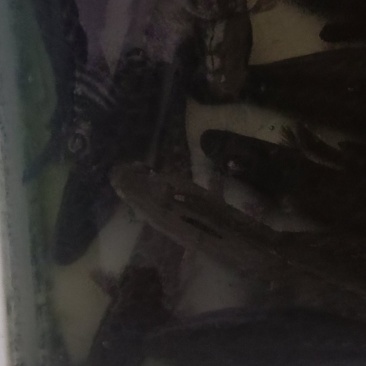 黑鱼免费切片