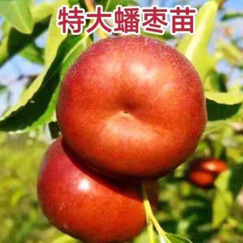 枣树苗新品种龙须枣/红丹脆/脆甜大冬枣/胎里红/包成活