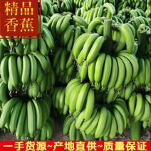 广东香蕉基地，一手货源，诚信为本，质量保证（整车发货）