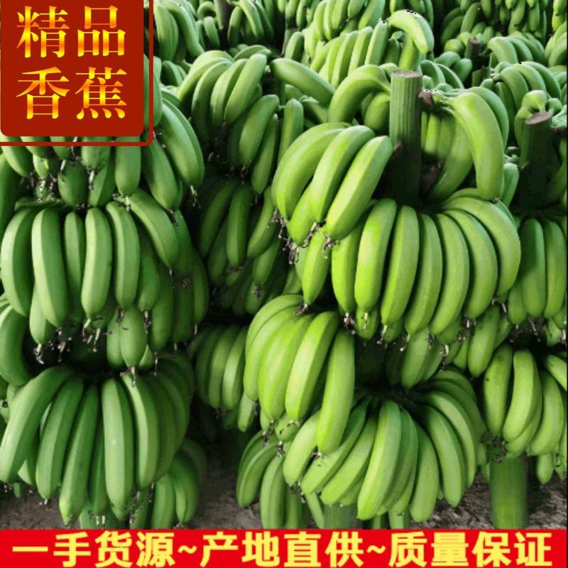广东香蕉基地.一手货源.品质保证，整车发货。