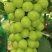 沂源县集群阳光玫瑰种植园