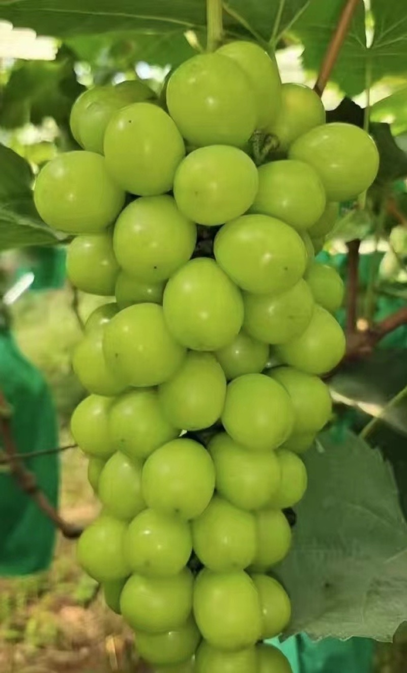 沂源县集群阳光玫瑰种植园