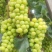 沂源县集群阳光玫瑰种植园