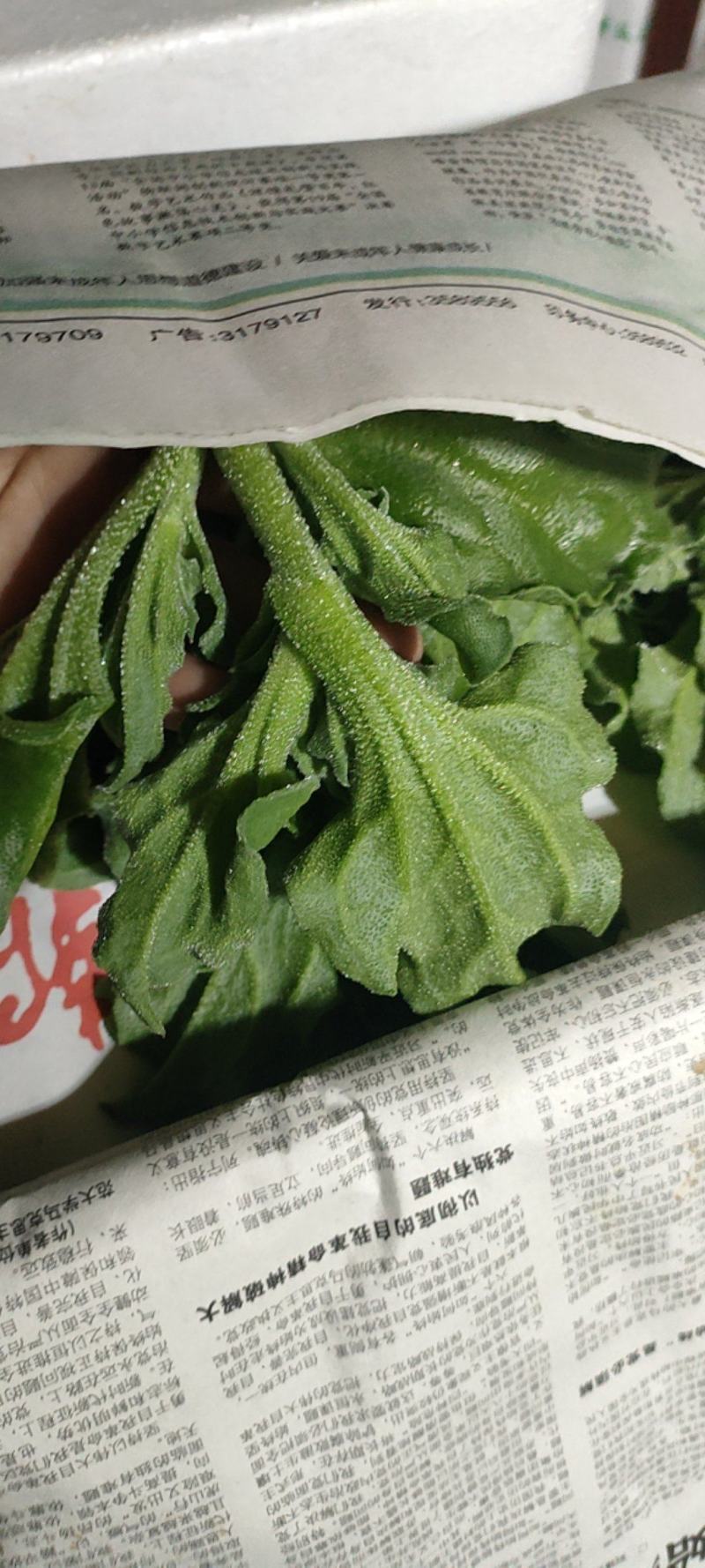 冰草，冰菜，非洲冰草，绿冰菜，山东冰草，