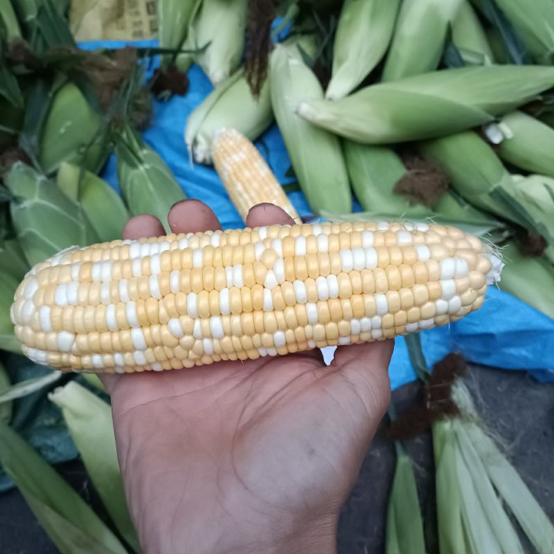 双色水果玉米