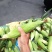 双色水果玉米