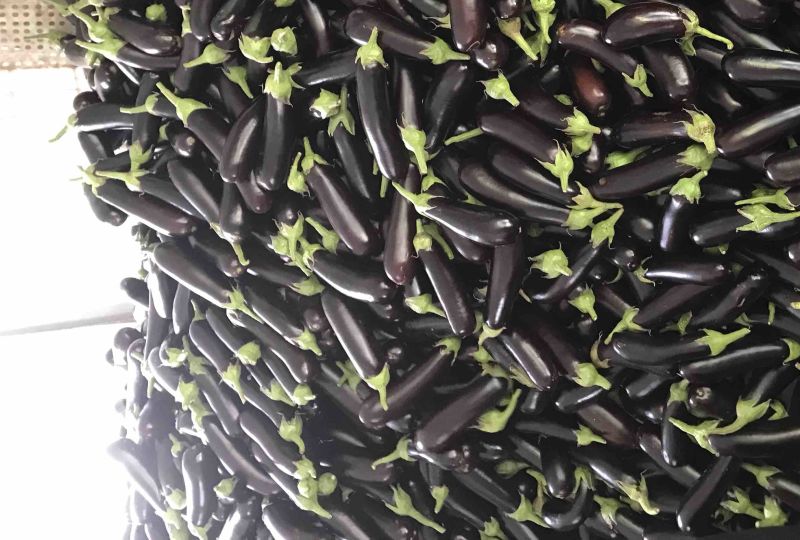 大棚长茄