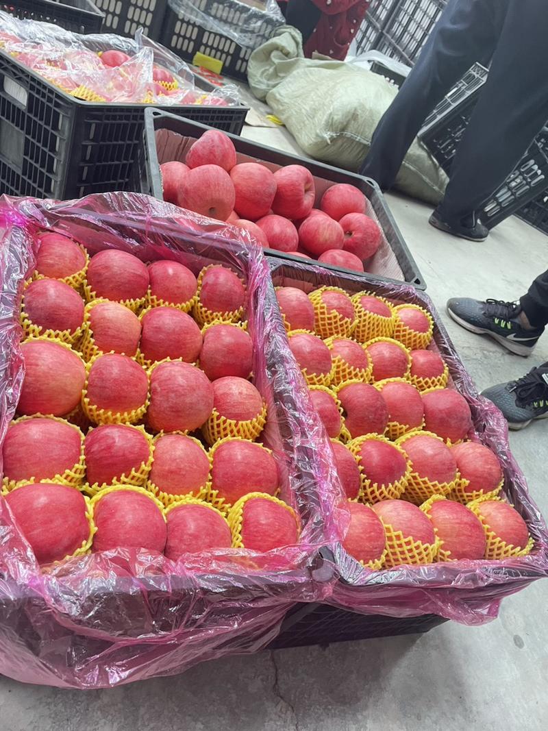 山东精选红富士水晶苹果产地供应冰糖心口感脆甜保质保量