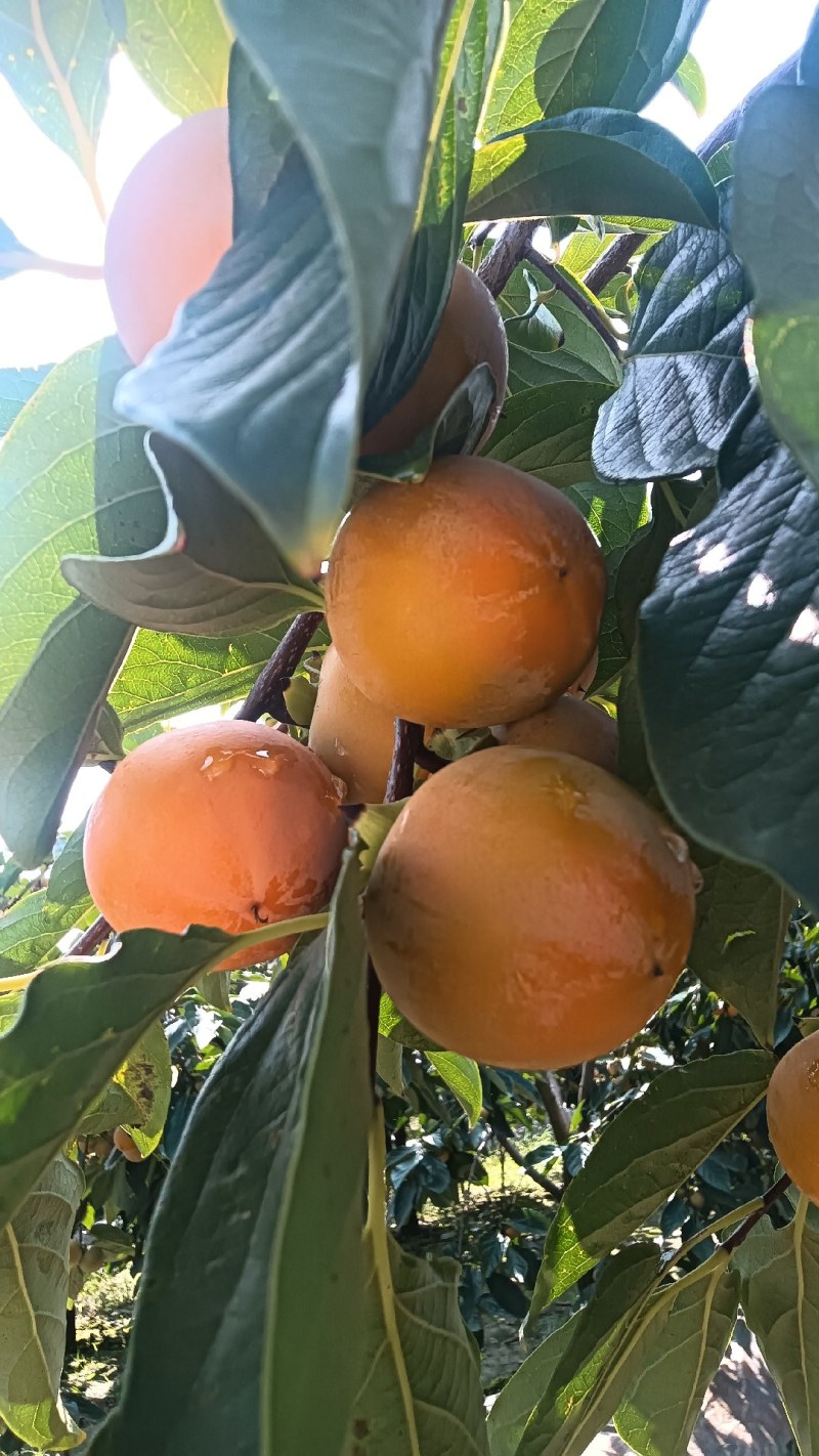 火葫芦柿子口感细腻，甜蜜，现在上市中欢迎新老客户洽谈合作