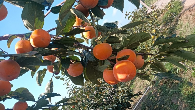 火葫芦柿子口感细腻，甜蜜，现在上市中欢迎新老客户洽谈合作