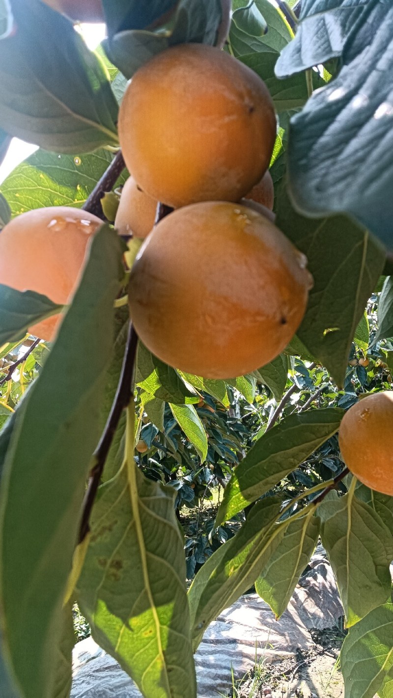 火葫芦柿子口感细腻，甜蜜，现在上市中欢迎新老客户洽谈合作
