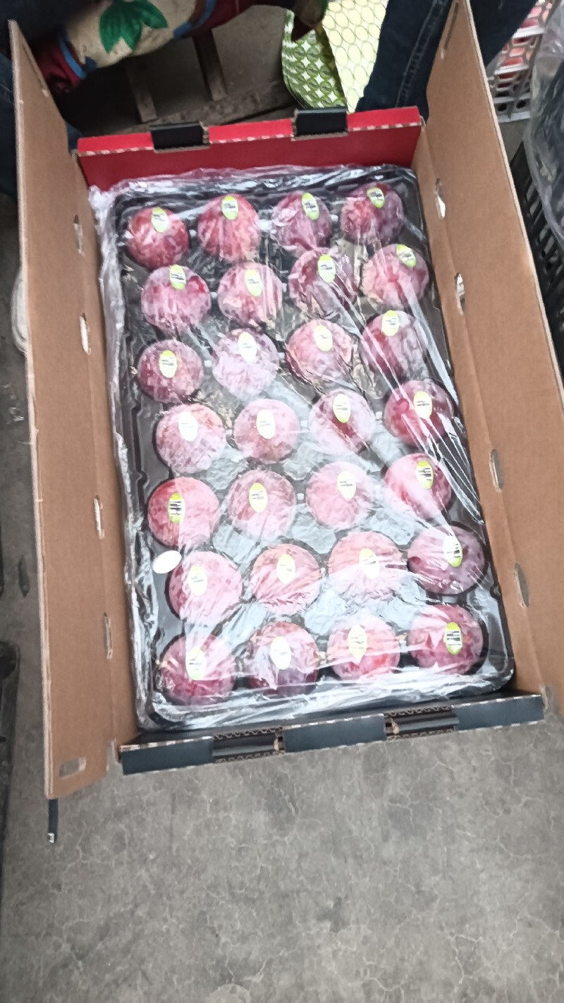 安格诺李子大量供应中，欢迎新老客户抢购中