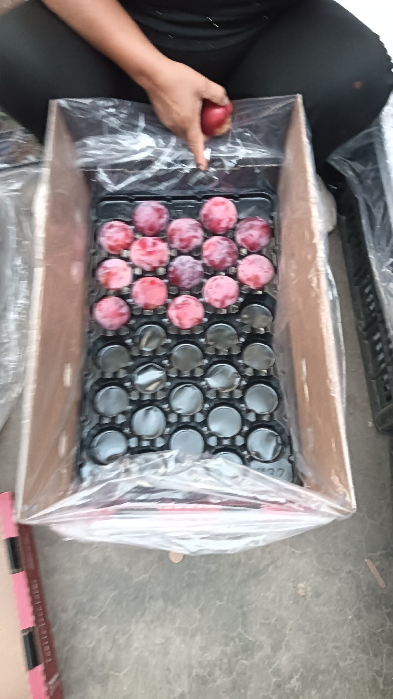 安格诺李子大量供应中，欢迎新老客户抢购中